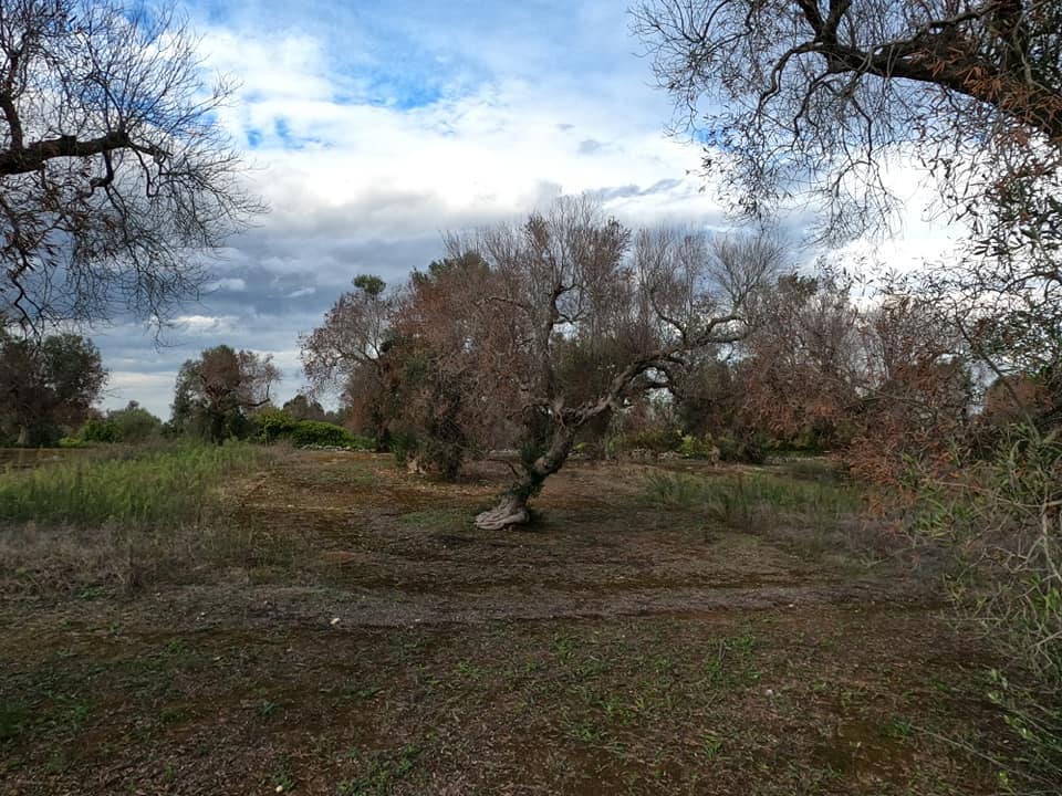 10gallery-italbioenergy