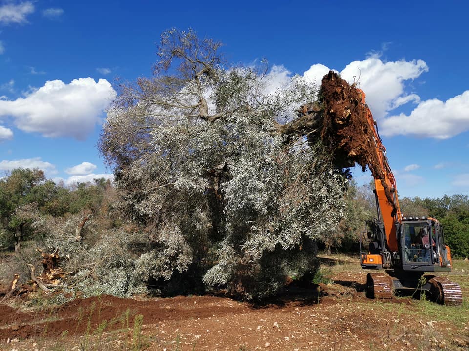 6gallery-italbioenergy